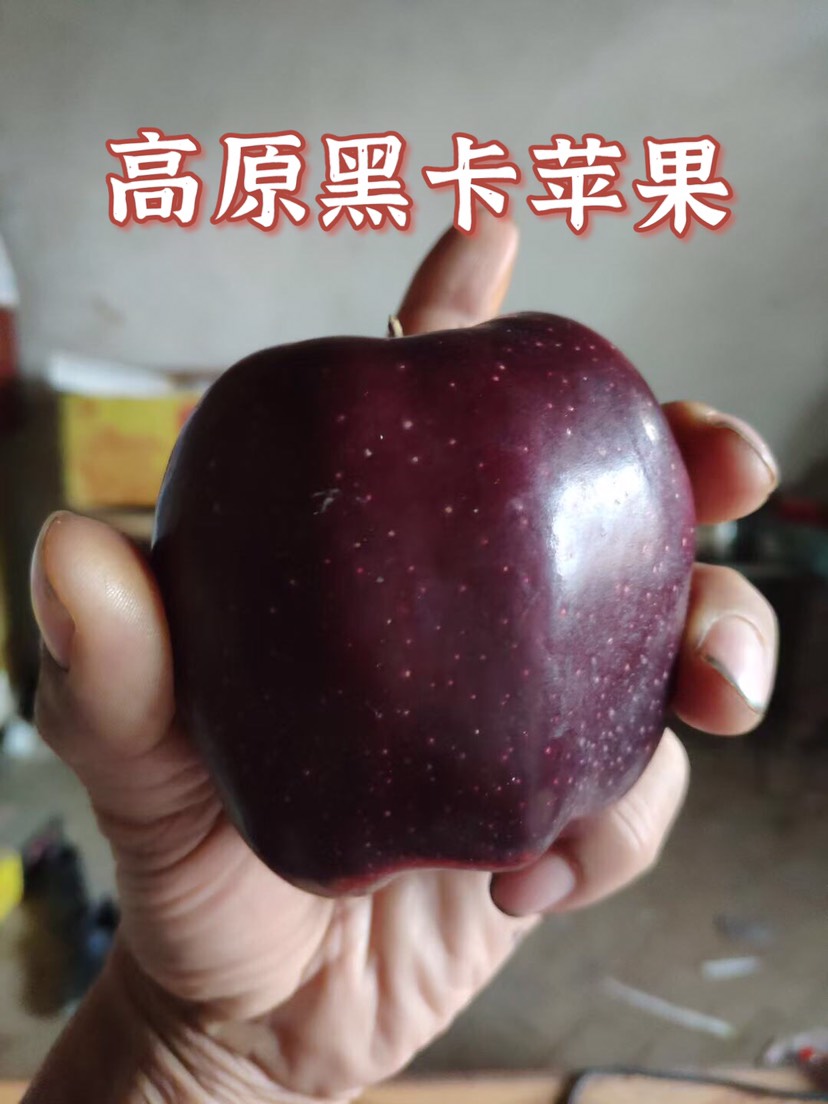 黑卡苹果 高原黑苹果 现摘现发 脆甜多汁9斤装包邮