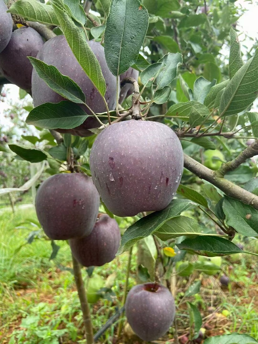 黑卡苹果 高原黑苹果 现摘现发 脆甜多汁9斤装包邮