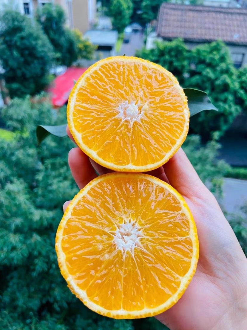 【开始发货】爱媛果冻橙子，鲜嫩多汁，果园直发