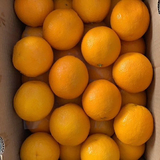 【】精选南非橙 甜橙 酸橙100元/1箱 榨果汁 奶茶店