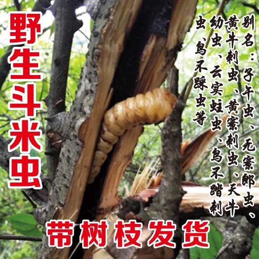 磐安县斗米虫 天牛幼虫  子午虫供应