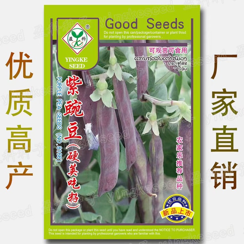 紫玉豌豆种子荷兰豆高产非转基因紫荚甜脆豌豆大田庭院蔬菜籽