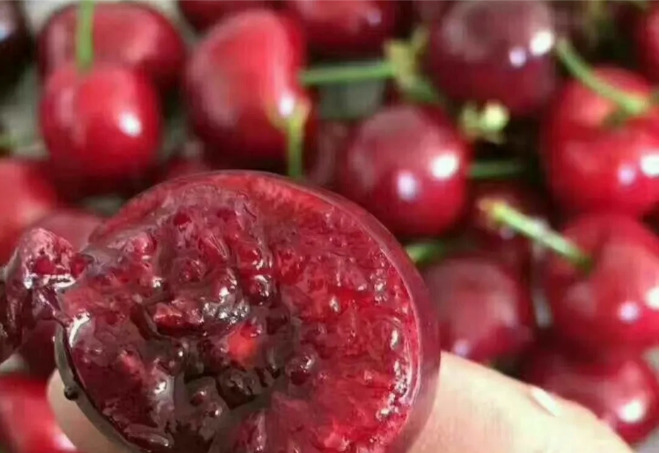 泰安俄罗斯八号樱桃苗，塔玛拉樱桃苗，辉煌1-5，吉塞拉樱桃苗