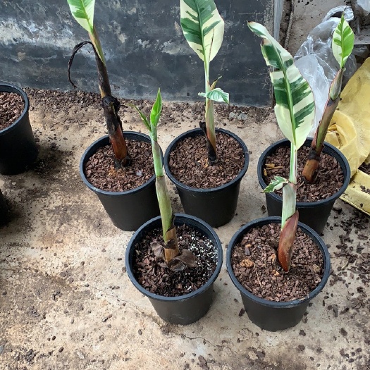 肇庆夏威夷白锦香蕉苗，网红植物，基地一手货源大量现欢迎合作共赢