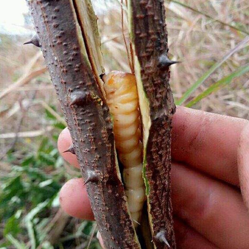 斗米虫 天牛幼虫  子午虫供应