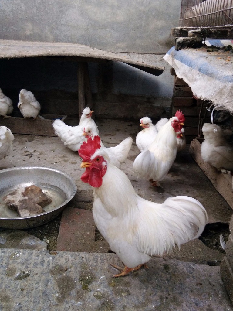 郓城县观赏鸡元宝鸡品相好品种纯统货2斤以下