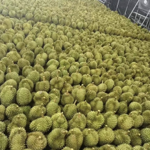 景洪市金枕榴莲  广西榴莲 凭祥榴莲批发 水果城榴莲AB果都有，