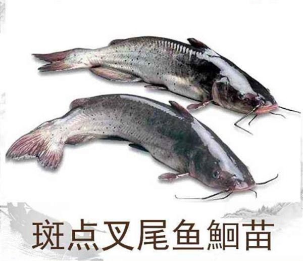 湘乡市叉尾鮰鱼  斑点叉尾鮰