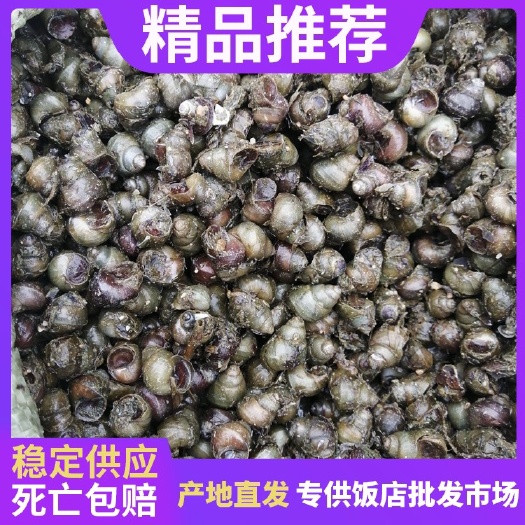 湖北潜江薄壳无青苔特大石螺，各种规格长年长期供应