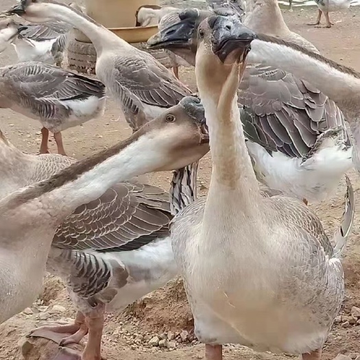 阳西县大白沙鹅 大白鲨鹅 白沙鹅 110天  130鹅  大种鹅