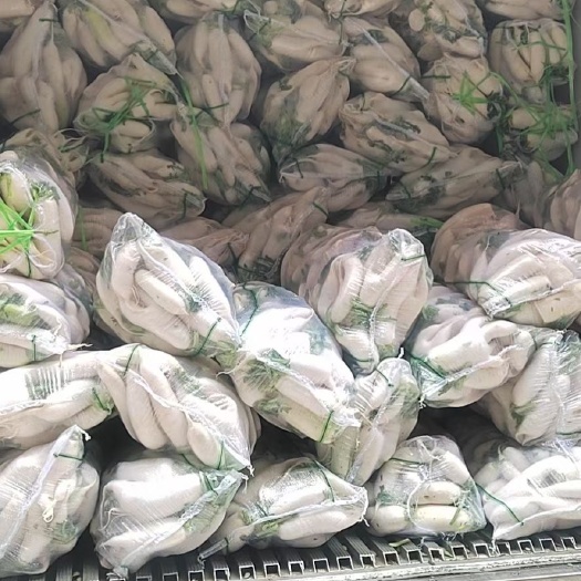 天门市次品白萝卜大量供应泥巴萝卜