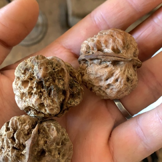 罗平县大量铁核桃出售。