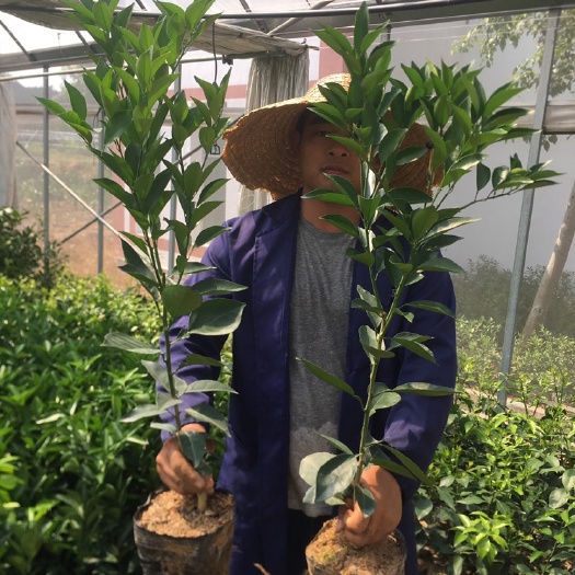 宁都县纽荷尔脐橙苗 优质橙树苗赣南脐橙苗营养杯苗容器苗