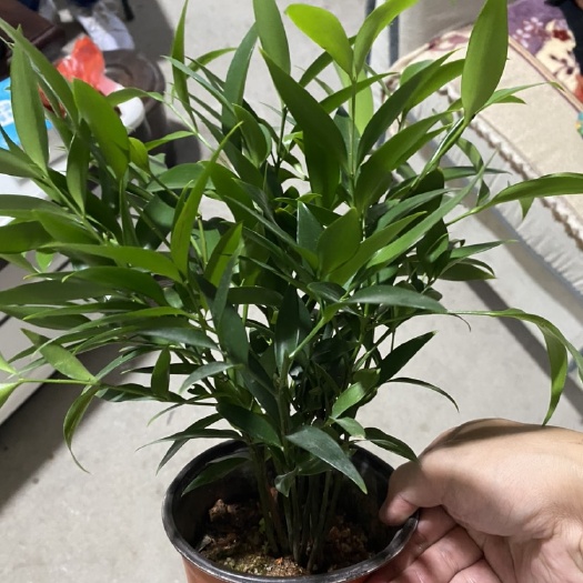 漳平市小竹柏