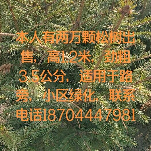 榆树市白皮松  云杉松树