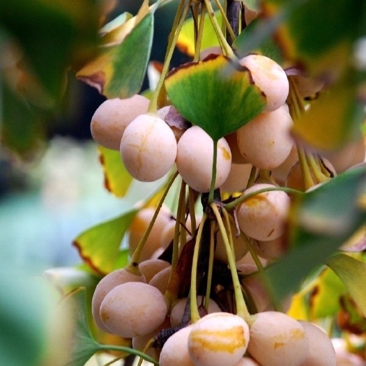 邳州市2023年新鲜银杏果，大量上市，肉质细腻，颗粒饱满，产地直销