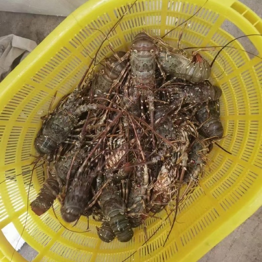 小青龙龙虾 越南小青龙一手货源全国批发供应，每天不一样的行情价有需要的可