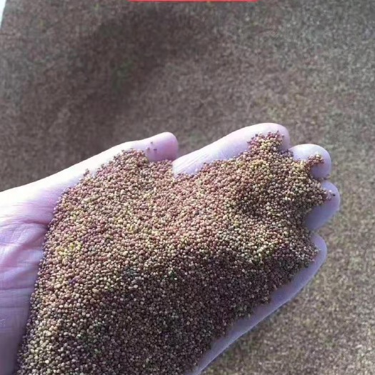 南宁护坡草种子 广西河堤旁公路护坡草种白三叶种子供应商