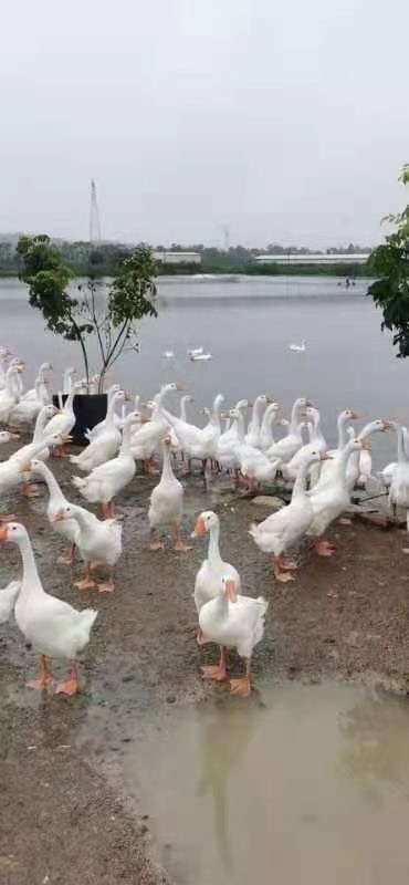 阳西县长期供应白鹅 大白鹅 淘汰白鹅 淘汰大白鹅