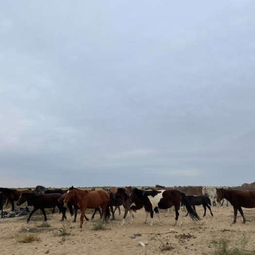 乌后旗内蒙古牧民售卖牛羊肉30-100斤 可定制包装规格
