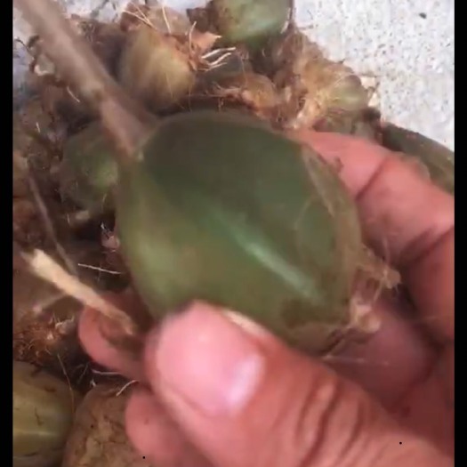 肇庆石橄榄  大号石仙桃