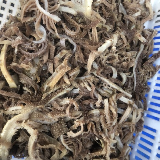 成都牛百叶 黑千层渣渣