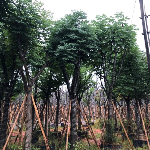 普宁市 广东麻楝