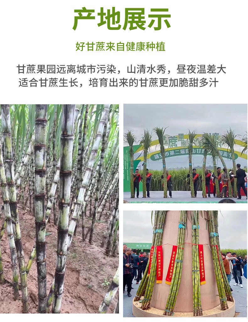 整车物流一件代发陶山甘蔗陶山果蔗自产自销青皮甘蔗陶山甘蔗