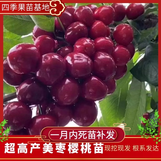 营口美早苗  辽南美早大樱桃苗