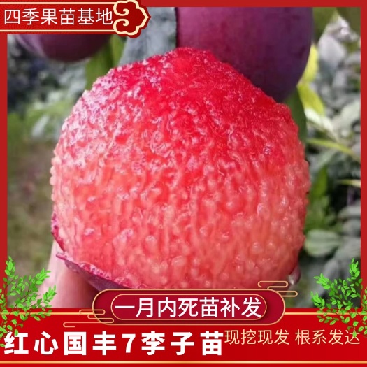 营口国峰7号李子苗  红心高糖国峰七