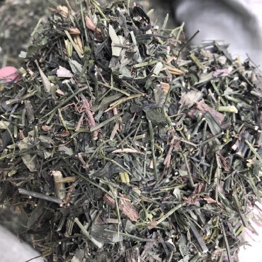 玉林 穿心莲
