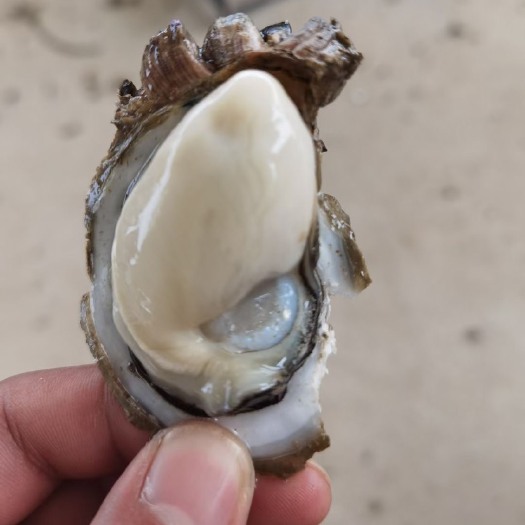 东莞市净化蚝  台山浮绳肥蚝，3/4个一斤，甜口脆肉，一手货源