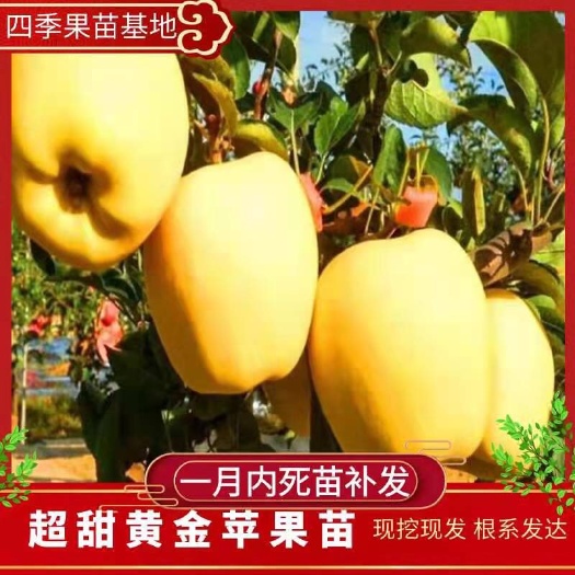 营口维纳斯黄金苹果苗