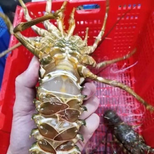 上思县小青龙龙虾￼ 小青龙越南一手货源