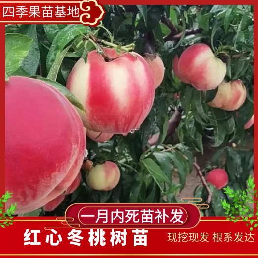 营口毛桃苗  精品大果离核