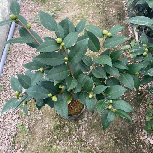 漳平市茶花树 18杯香妃，苞多叶绿