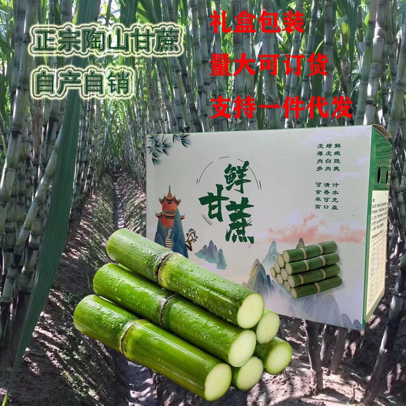 整车物流一件代发陶山甘蔗陶山果蔗自产自销青皮甘蔗陶山甘蔗
