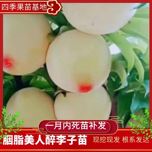 营口胭脂李树苗  胭脂美人醉李子苗