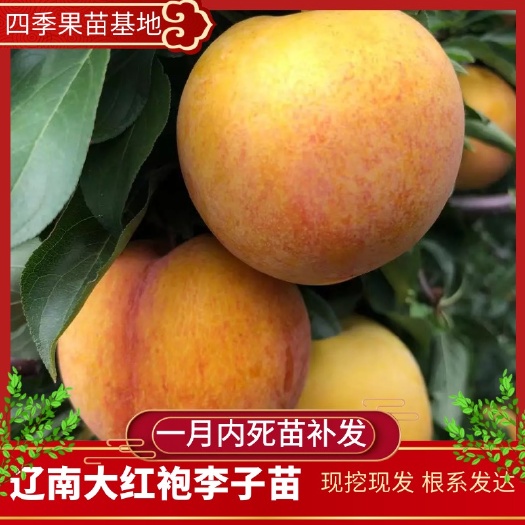 营口黄心大果—大红袍李子苗