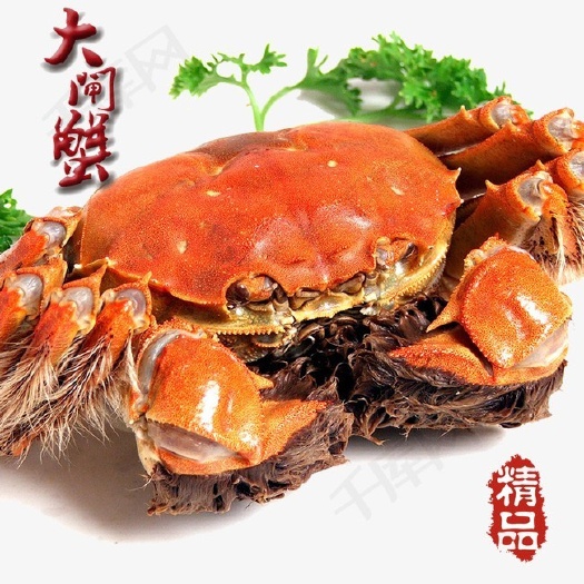 大闸蟹  海鲜螃蟹，3到5两