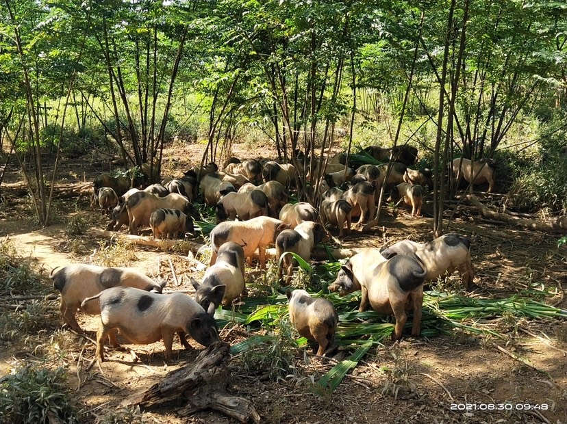 巴马香猪肉 鲜肉 纯散养365天以上放心肉（支持零售批发）