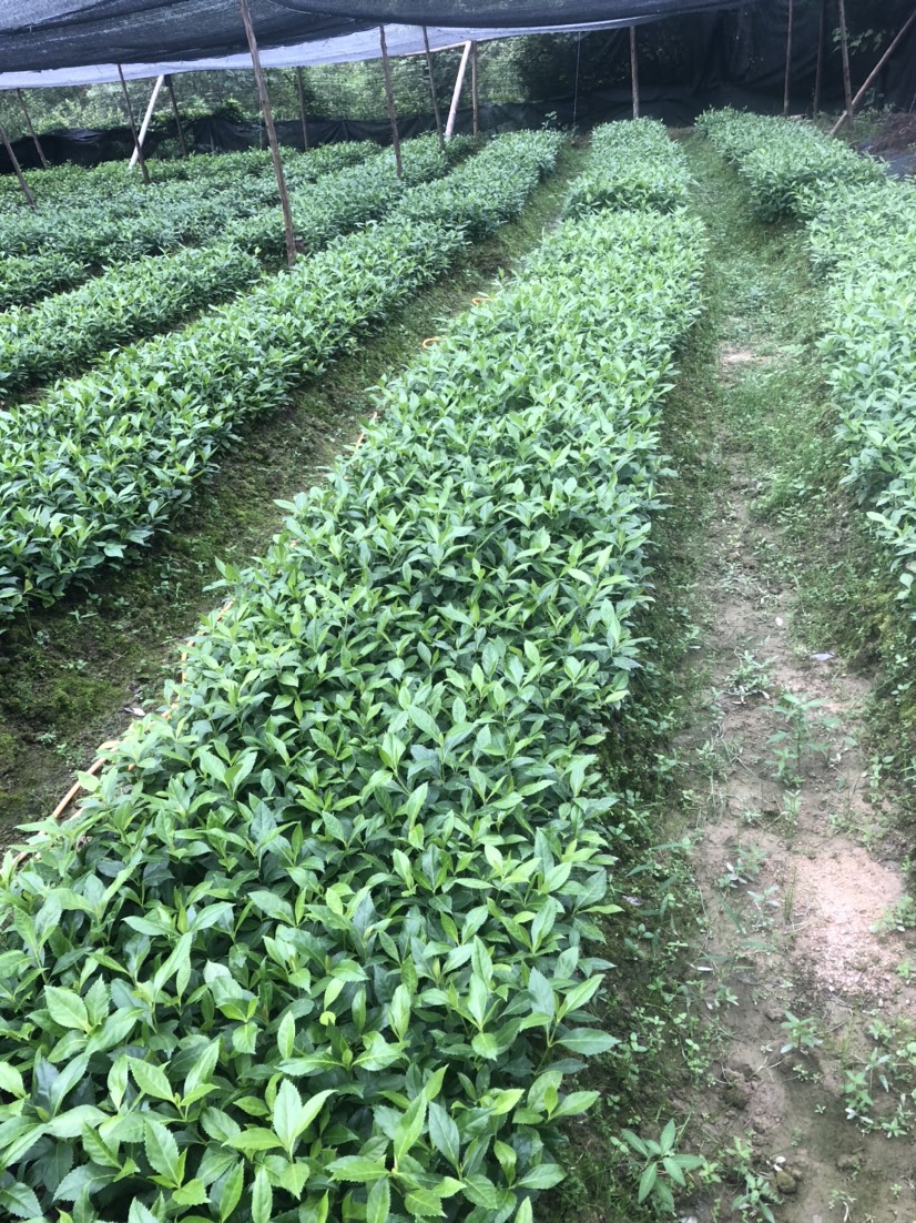 赣州其它苗木肿节风苗 草珊瑚苗，草珊瑚种苗 苗圃基地  籽育苗