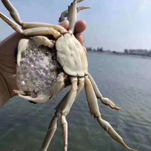 兴化市扬记大闸蟹