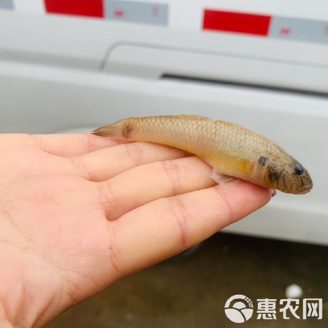 鲜活速冻山根鱼山坑鱼小黄鱼小石鱼虎鱼1-2斤装全国物流大巴