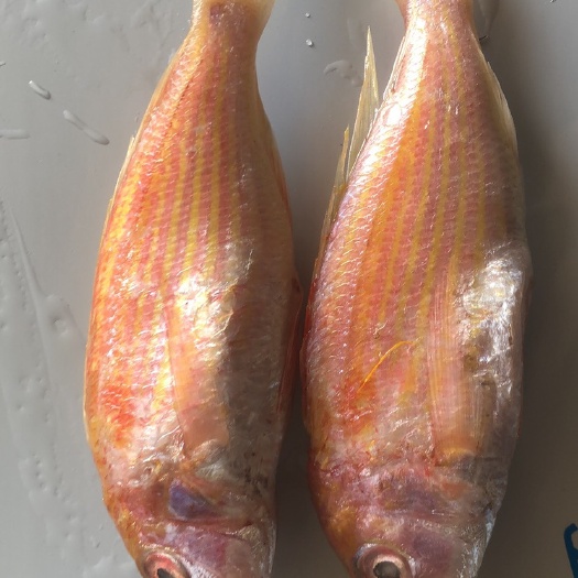 海口 红衫鱼