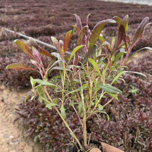 青州市优质山桃草，山桃草杯苗，多分支山桃草