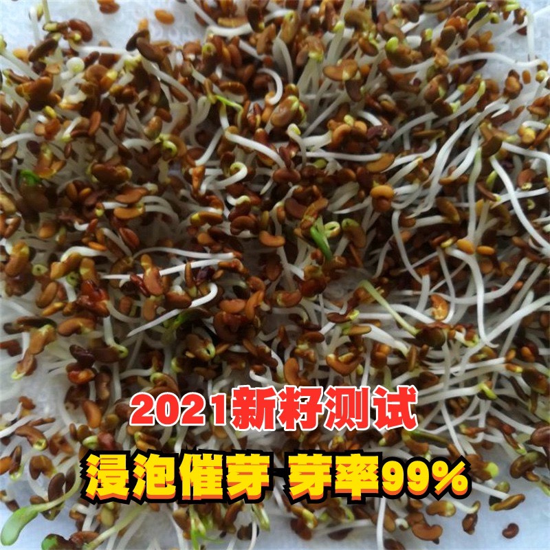 金花菜种子草头种子金花菜草头种子三叶秧草大叶黄花菜苜蓿