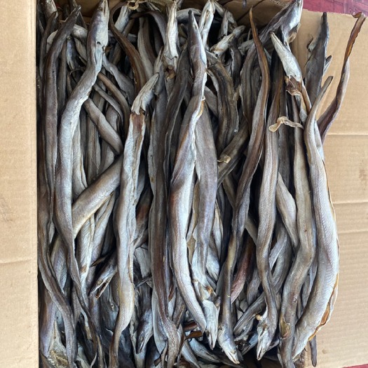 日照鳗鱼干原条 鳗鱼筒子 去内脏 海鳗鱼干新货新晒鳗鱼干