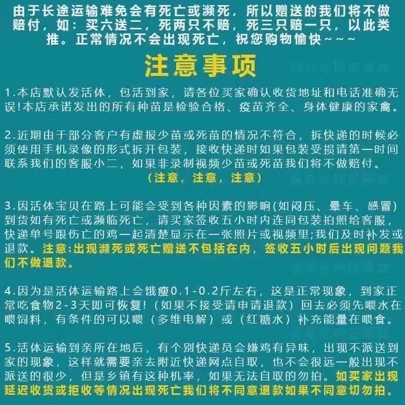 纯种活体白芦花鸡苗半斤白芦花鸡苗白芦花活体脱温鸡买6只送2只