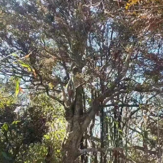 长沙小叶黄杨 精品黄杨
